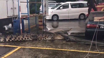 Ces pompiers malaisiens tentent de maitriser un énorme crocodile.