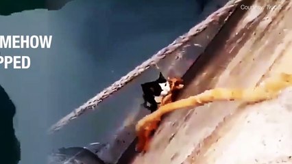 Il sauve un chat tombé à l'eau... Beau geste