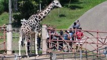 Salvar al tapir, apuesta de un zoológico expropiado a narcos hondureños