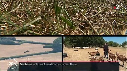 Sécheresse : la solidarité des agriculteurs face à la pénurie de nourriture pour les bêtes