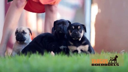 Fantastic SOUTH AFRICAN BOERBOEL Puppies  From South Africa   Targus Boerboels