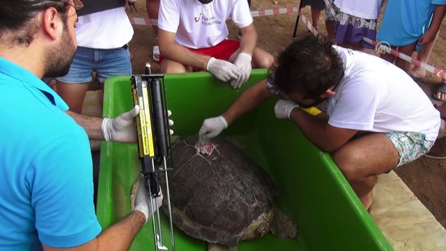 Tedavileri tamamlanan caretta carettalar denize bırakıldı - MUĞLA