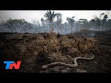 Fuego en la Amazonia: peligran cientos de especies