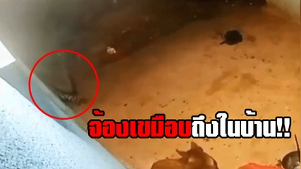 วินาทีระทึก !! เสือดาว ย่องเขมือบหมา คาบ้าน เหตุเกิดที่อินเดีย