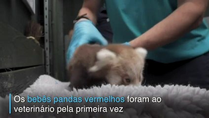 Bebês pandas vermelhos vão ao doutor