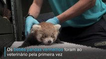Bebês pandas vermelhos vão ao doutor