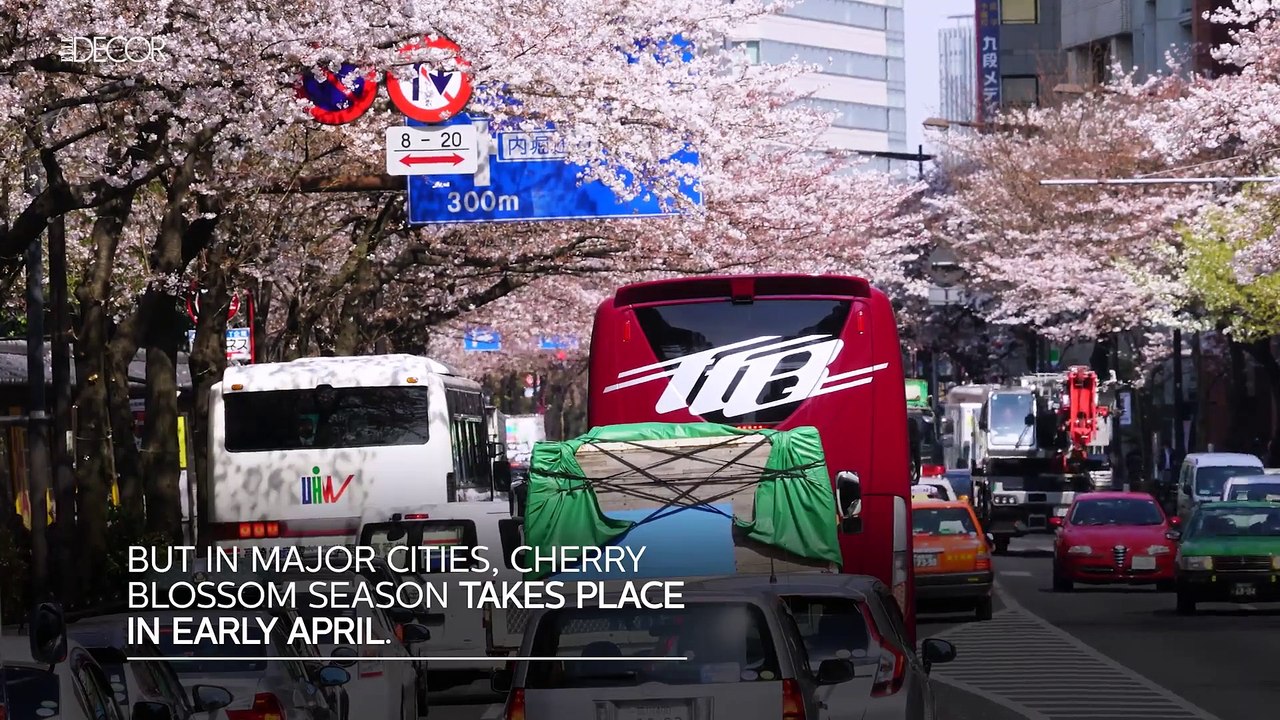 Feast Your Eyes on Japan’s Gorgeous Cherry Blossoms