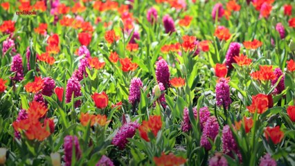 European Floral Wonderlands Perfect for Your Next Vacation