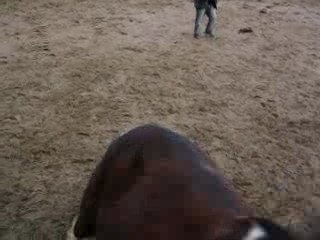 quinoa en pleine montée!