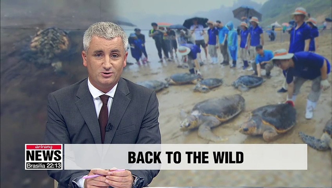 S. Korea's Ministry of Oceans and Fisheries releases 14 endangered sea turtles into ocean