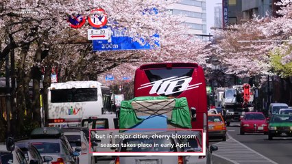Feast Your Eyes on Japan’s Gorgeous Cherry Blossoms