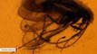 Extinct Insects Found Preserved In 99-Million-Year-Old Amber