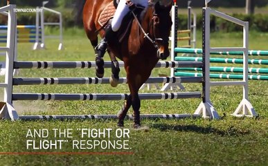 Horseback Riding May Improve Your Child’s Intelligence