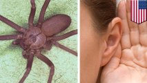 Telinga wanita kemasukan laba-laba berbisa yang berbahaya! - TomoNews