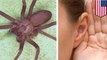 Telinga wanita kemasukan laba-laba berbisa yang berbahaya! - TomoNews