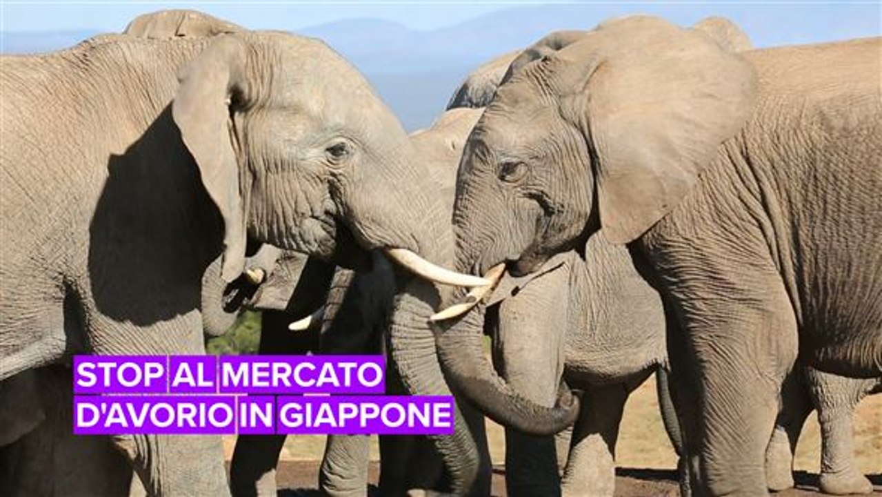 Stop al mercato d'avorio in Giappone