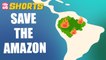 Amazon Forest Fire Explained! | Peekaboo Shorts | Best Learning Videos For Kids | Peekaboo Kidz
