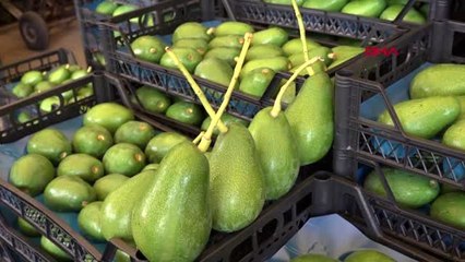 Antalya alanya'dan bulgaristan'a avokado ihracatı