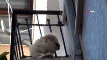 Cihangir'de demir korkuluklara sıkışan sevimli köpeği itfaiye kurtardı