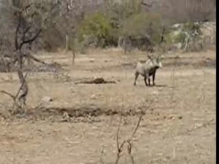 Kruger Treasure edited 1