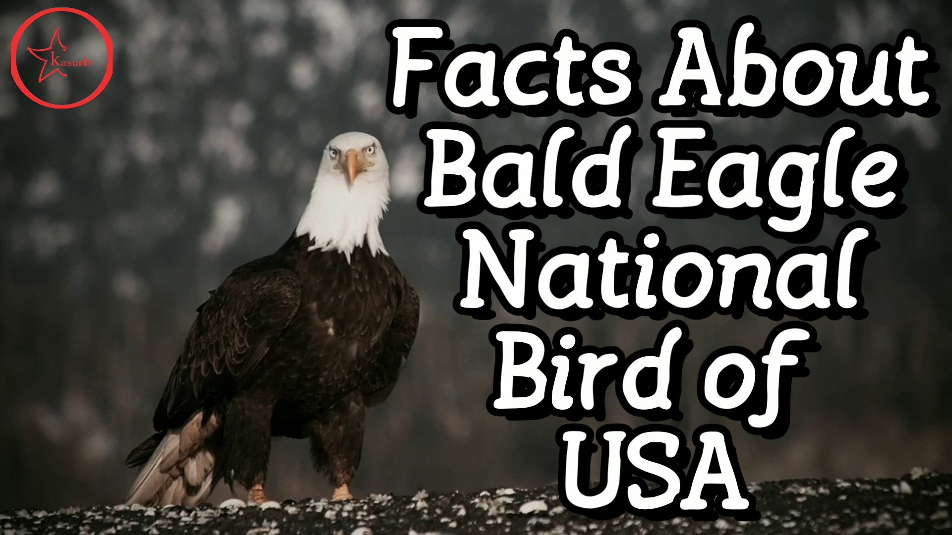 Bald Eagle Amazing Facts - National Bird of USA - video Dailymotion