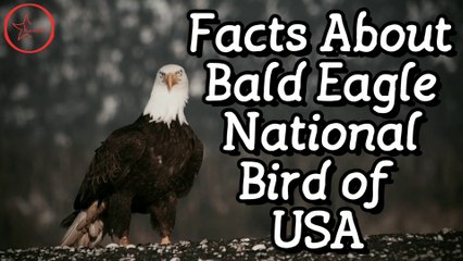 Bald Eagle Amazing Facts - National Bird of USA