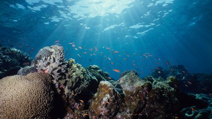 So könnte ein riesiger Bimsstein das Great Barrier Reef retten