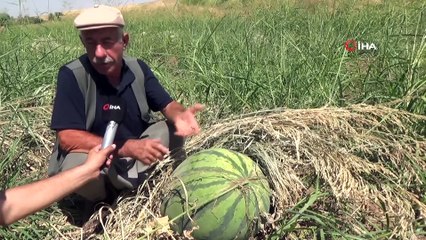 Diyarbakır karpuzu görücüye çıkmaya hazır