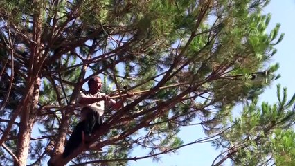 Verimi düşen çam fıstığı altınla yarışıyor - İZMİR