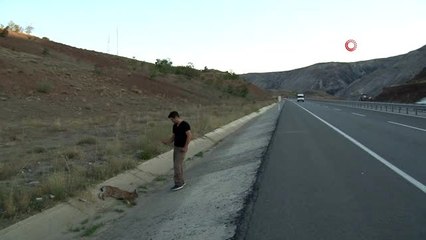 Nesli tükenmekte olan Vaşak, otomobilin çarpmasıyla telef oldu