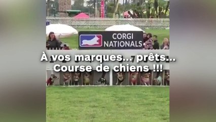 À vos marques... prêts... Course de chiens !!!
