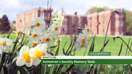 Market Kitchen Food Festival, Memory Walk & A Doggy Disco!