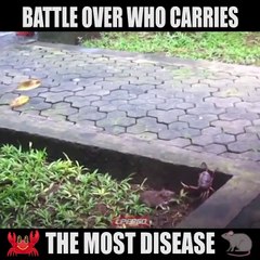 Epic fight between Crab a Rat!