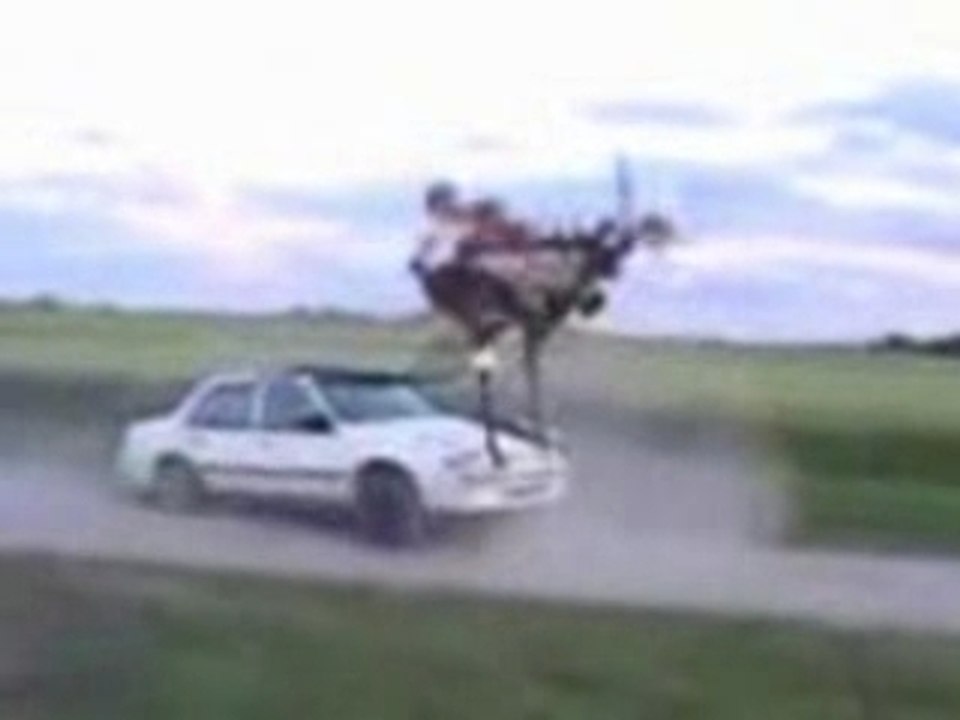 Redneck Rollercoaster