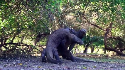 Funniest Lizard - Reptile Blooper - Reaction Videos of 2017 Compilation - Funny Pet Videos