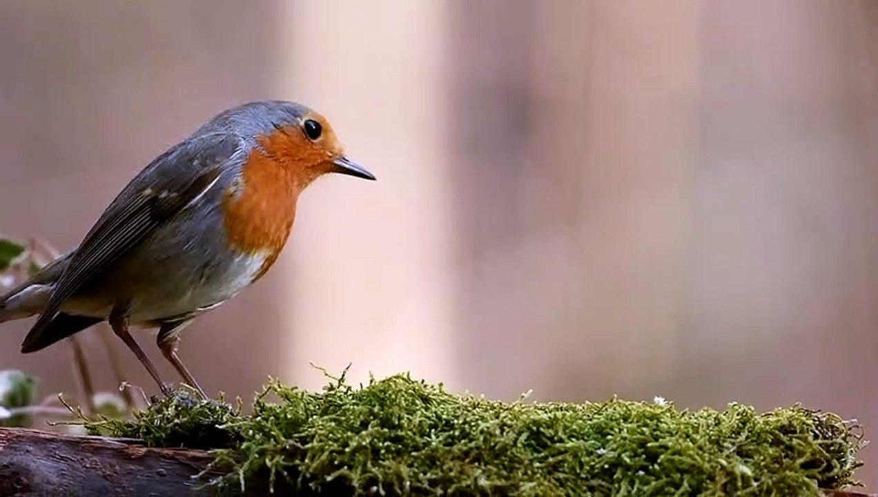 Beautiful Loving Bird