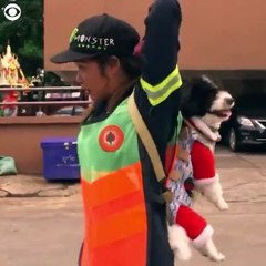 İşe her gün köpeğiyle gidiyor, sırtında taşıyor