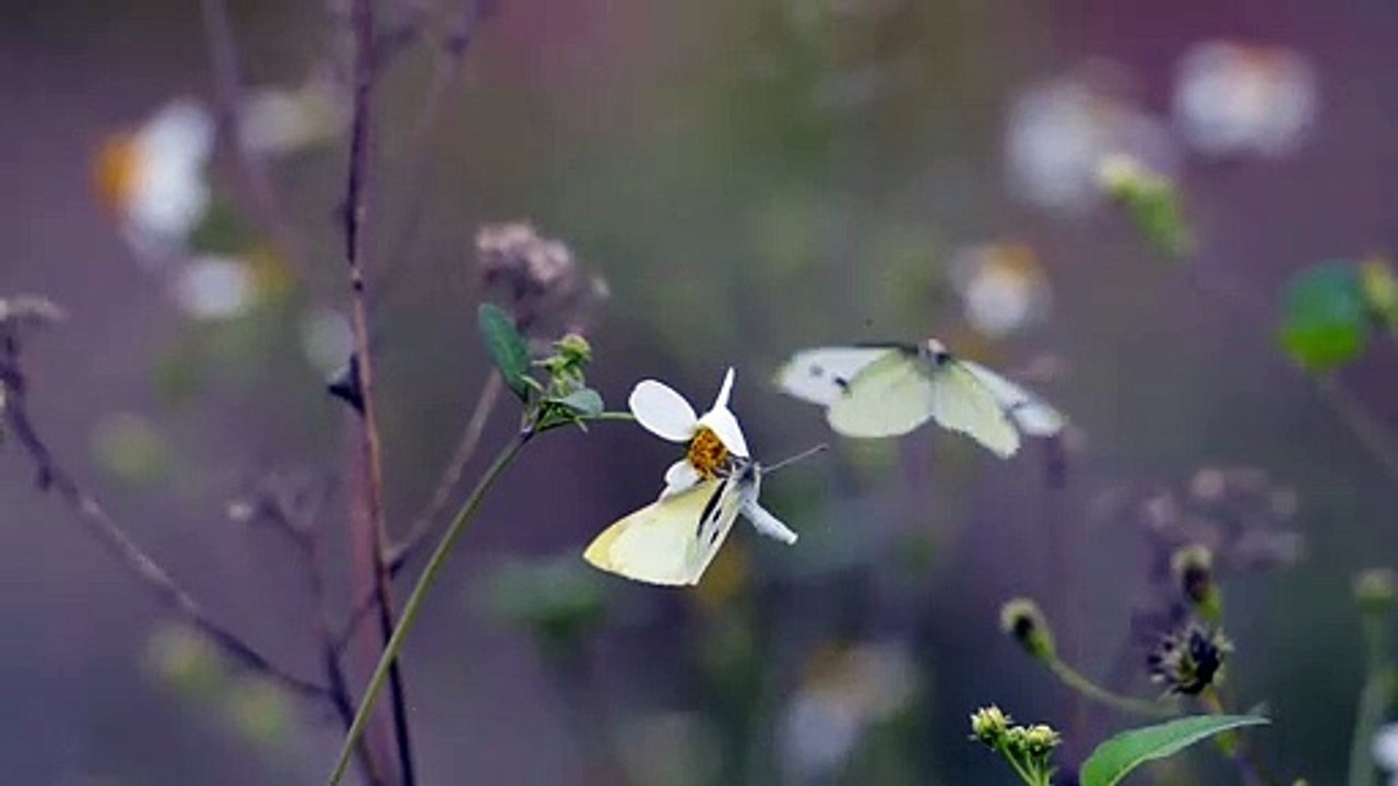 Nature beauty watch and follow  me