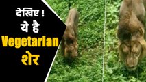 Lion eating grass in Gir forests of Gujarat, know what is the truth ! | वनइंडिया हिंदी