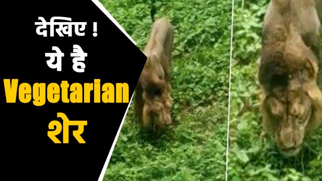 Lion eating grass in Gir forests of Gujarat, know what is the truth ! | वनइंडिया हिंदी