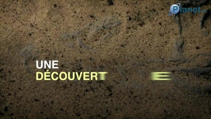 L'incroyable découverte du crâne complet d'un ancêtre de Lucy