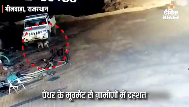 पैंथर के मूवमेंट से ग्रामीणों में दहशत, सीसीटीवी में कैद हुआ पिल्लों का शिकार