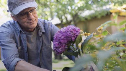 When Is It Too Late To Plant Hydrangeas in the South?