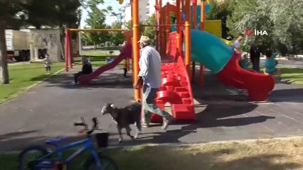 Konyalı yaşlı adamın elleriyle besleyip büyüttüğü oğlak peşinden ayrılmıyor