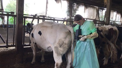 Les vétérinaires d’élevages