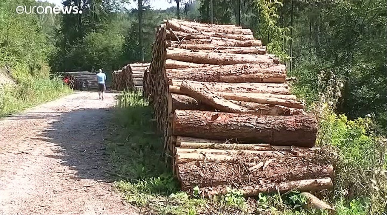 Sachsen: Armee kämpft im Wald gegen Borkenkäfer-Plage