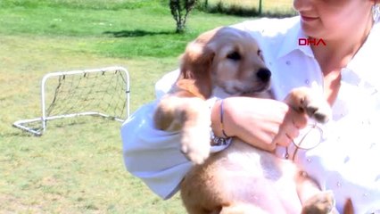 Üniversiteli burcu, görme engellilere rehber köpek eğitiyor