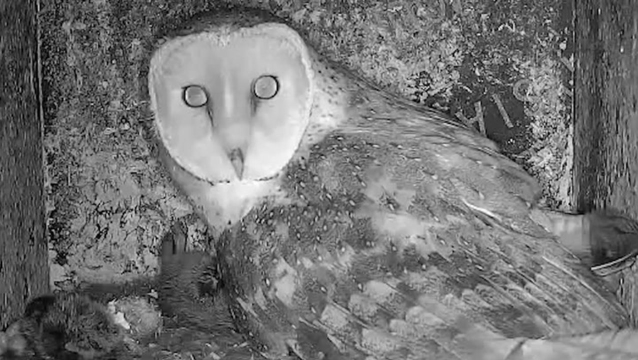 Mama Owl Welcomes Her Newly Hatched Owlets