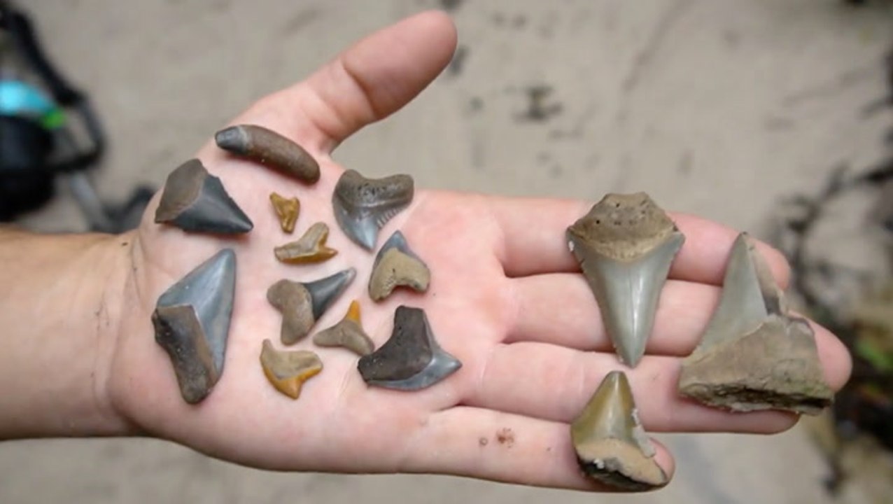 Having Lots Of Luck While Fossil Hunting