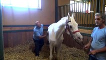 Yüz güzeli Arap atı Batyskaf ilerlemiş yaşına rağmen devlete servet kazandırıyor